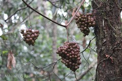 Ampelocissus latifolia